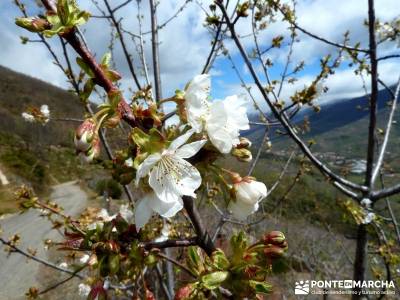 Cerezos flor Jerte; Nogaleas; grupos de senderismo; rutas madrid senderismo;senderismo niños madrid